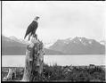 Image of Alaska bald eagle, circa 1907